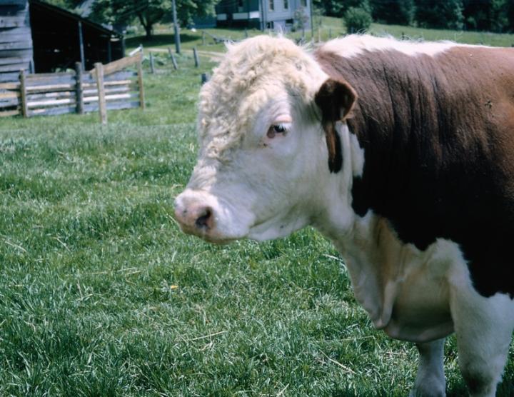 cow in the field with a barn